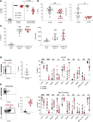 Phenotypic and Functional Plasticity of CXCR6+ Peripheral Blood NK Cells